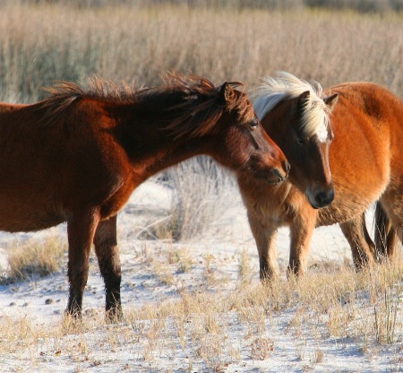  Horse Whispers........