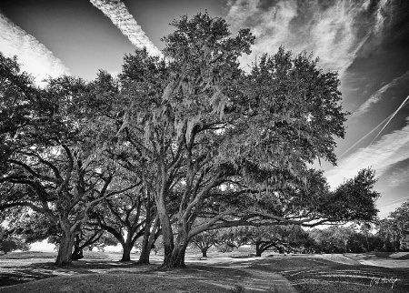 Moss Draped Live Oaks