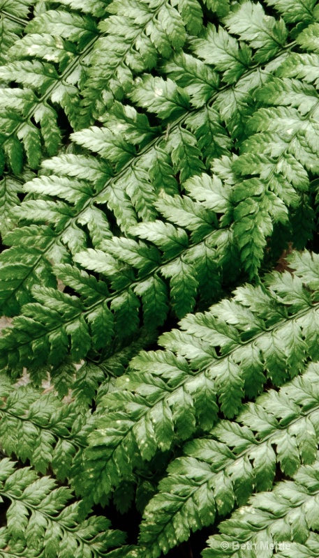 Fern Overlay