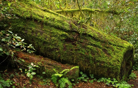 Big Log-Redwood Forest,  California