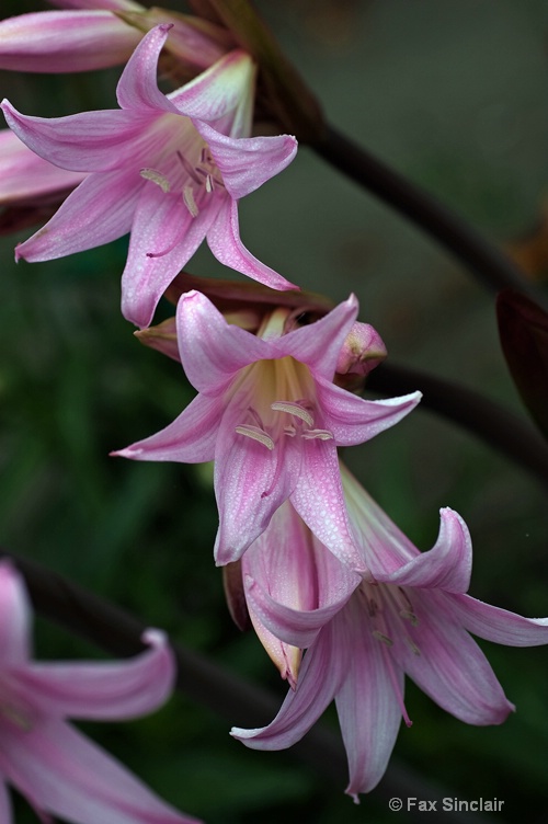 Christmas Lilies