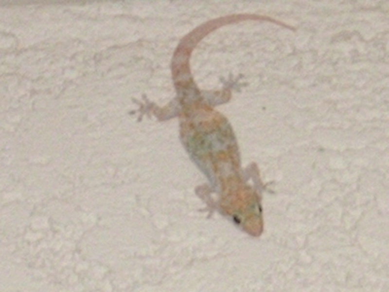 gekko