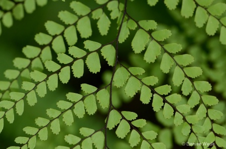 Macro 01 - fern