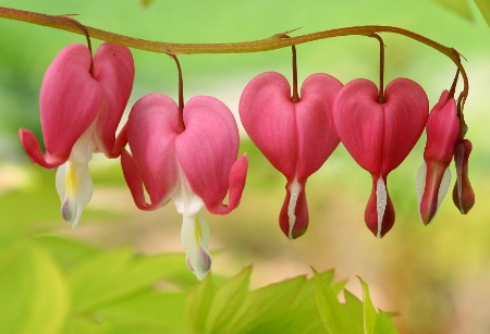 Row of Hearts