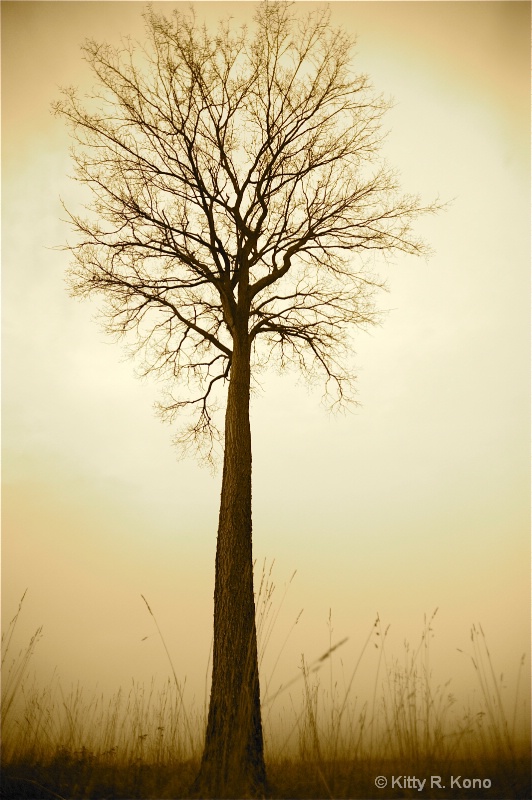 Valley Forge - Tree in Fog
