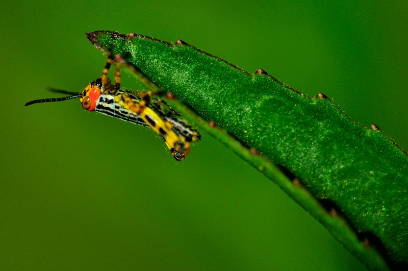 Baby grasshopper II