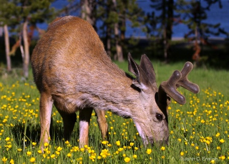 Mule Deer-Yellowstone National Park,  Wyoming
