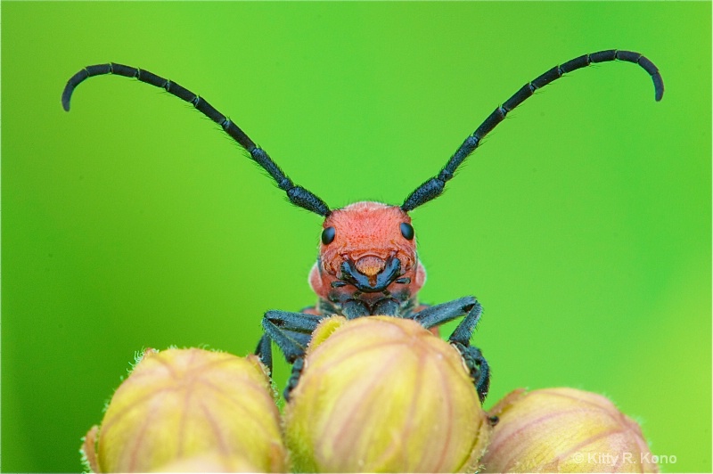 Milkweed Borer