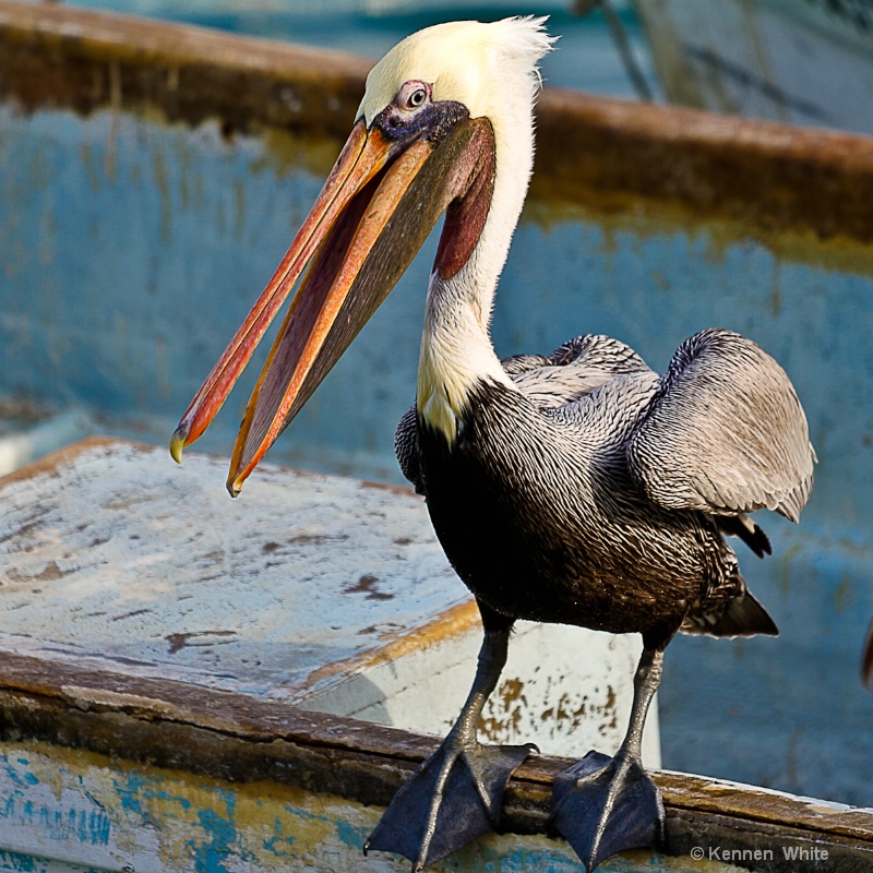 Pelican