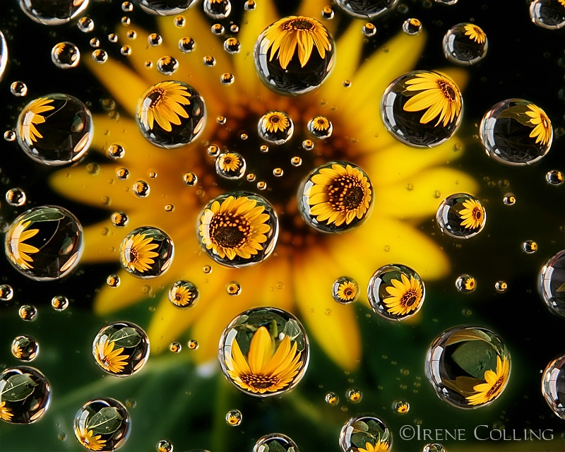 Sunflower Drops