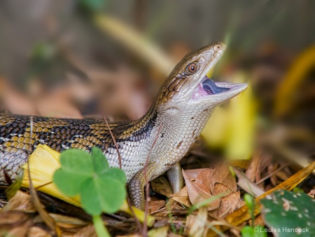 Blue Tongue Lizard