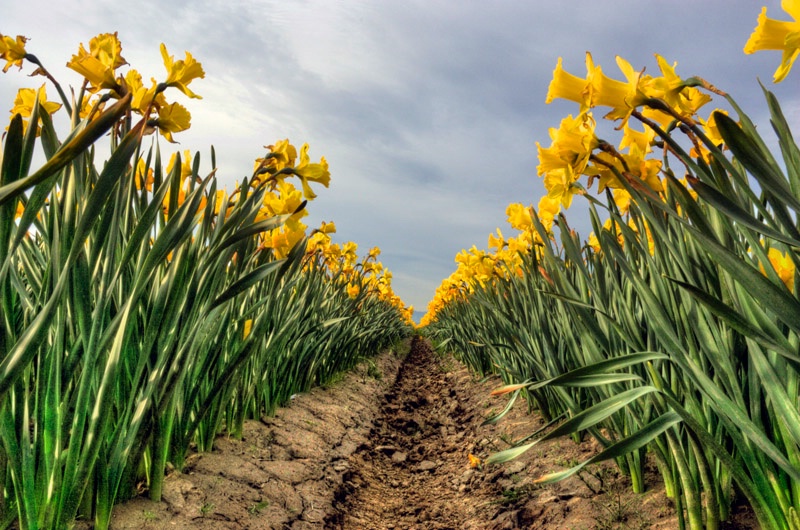 Daffodil Row