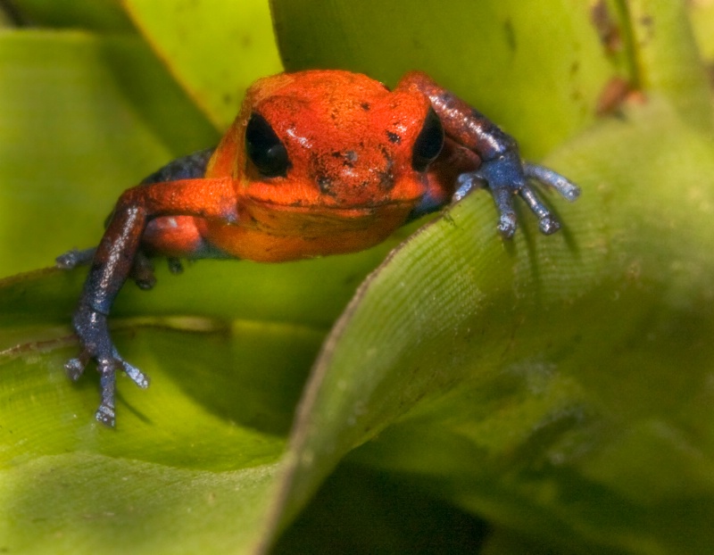 Blue Jeans Poison Dart Frog