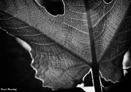 Fig Leaf in BW