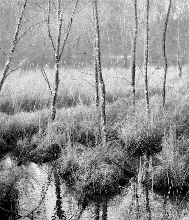 White Oak Swamp