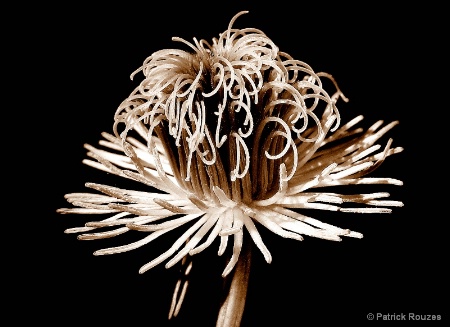 Clematis Sans Petals