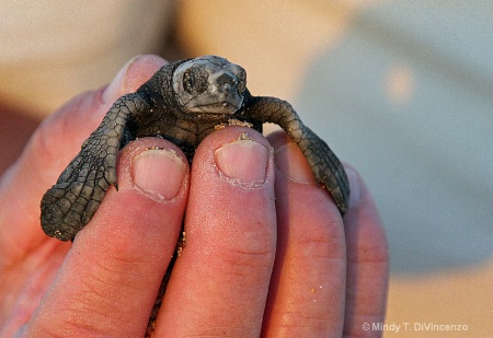 Holding a Baby Sea Turtle