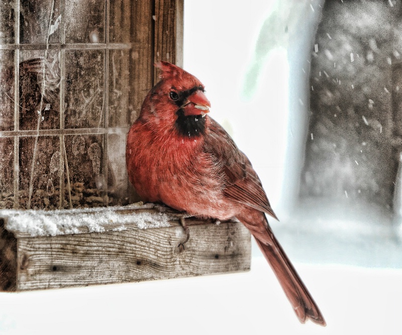 Cardinal 