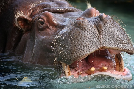 Hippo