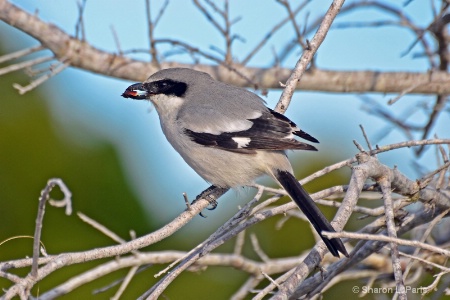 Loggerhead Shrike