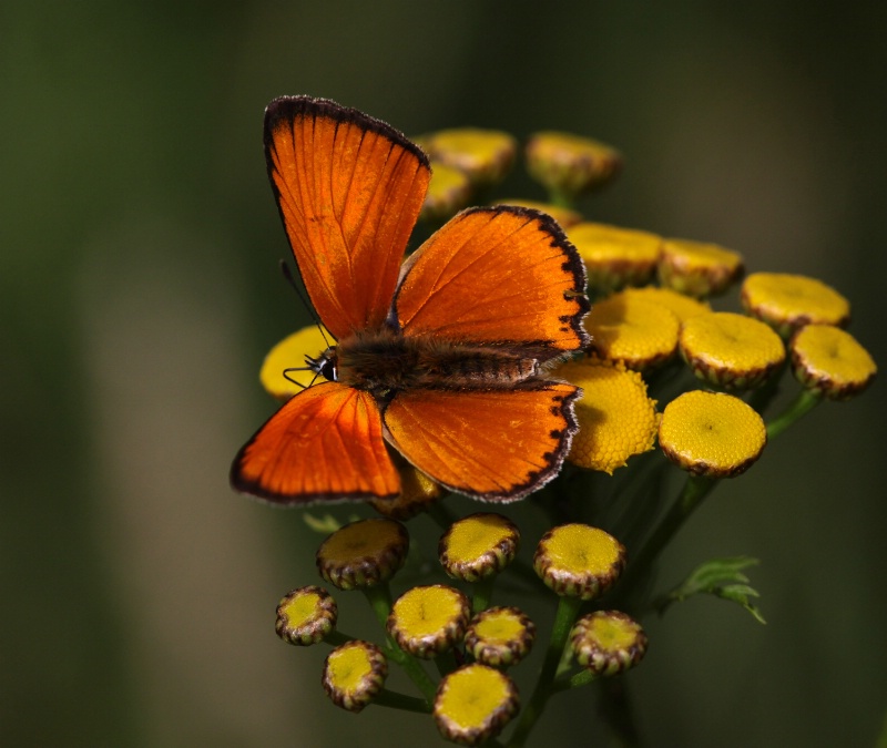 orange-yellow