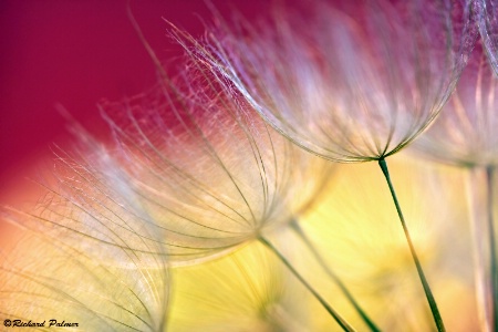 Dandelion Art