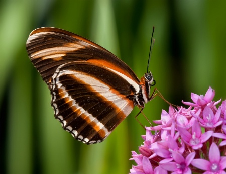 Banded Orange