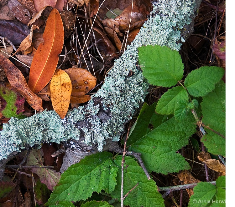 Lichens and Leaves