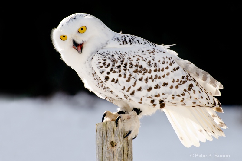 Snowy Owl