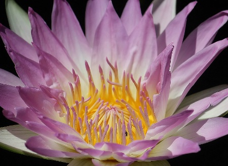 Water lily