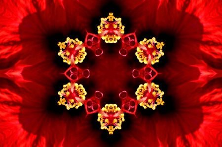 Williamsburg Flower--Kaleidoscope