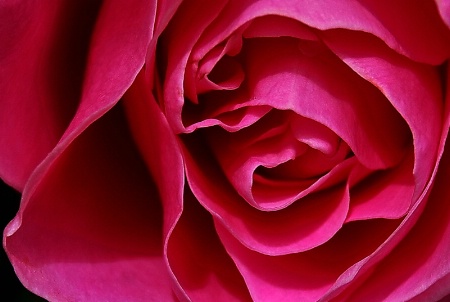 Simplicity Rose