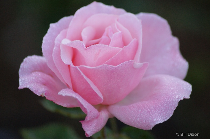 Queen Elizabeth Pink Rose