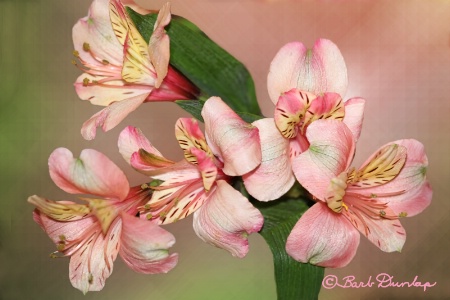 Pink Alstroemeria