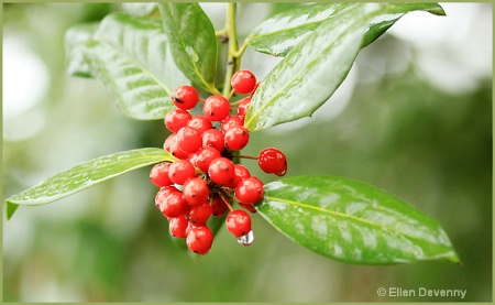 Winter Berries