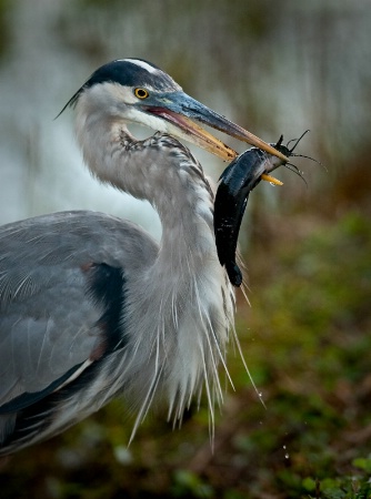 Great Blue Heron with a nice catch