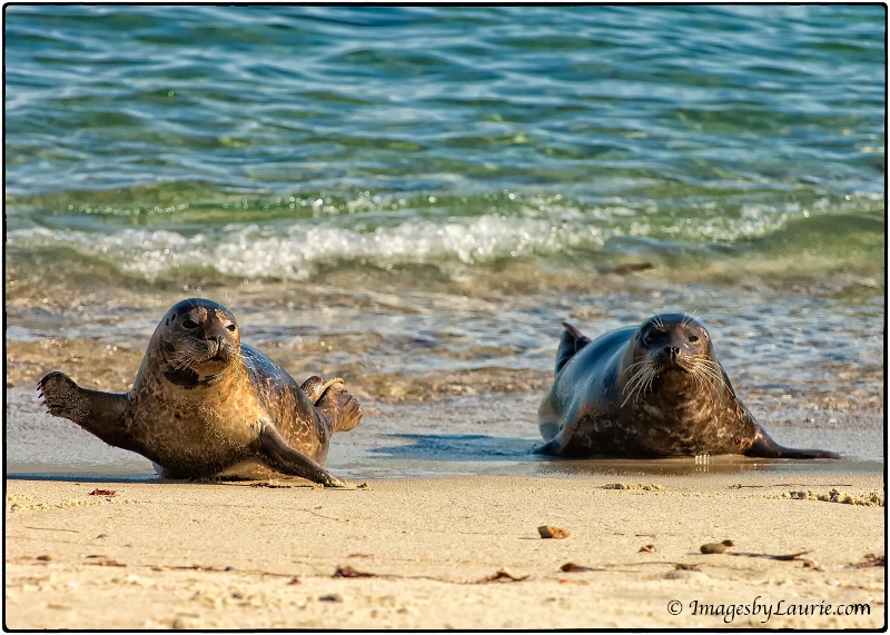 A Seal Doing the Wave