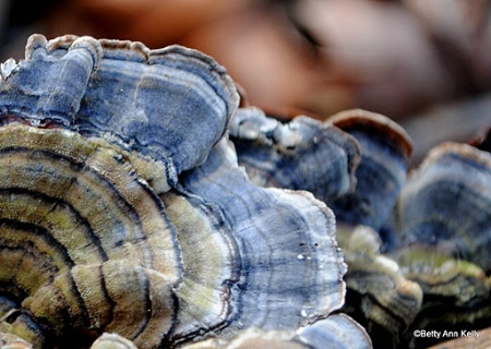 Turkey Tails