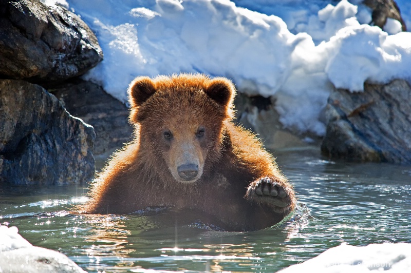 Grizzley in Winter