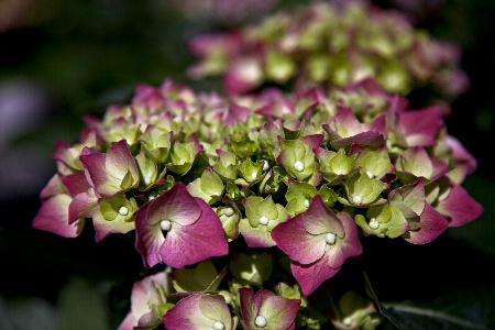 New Hydrangeas