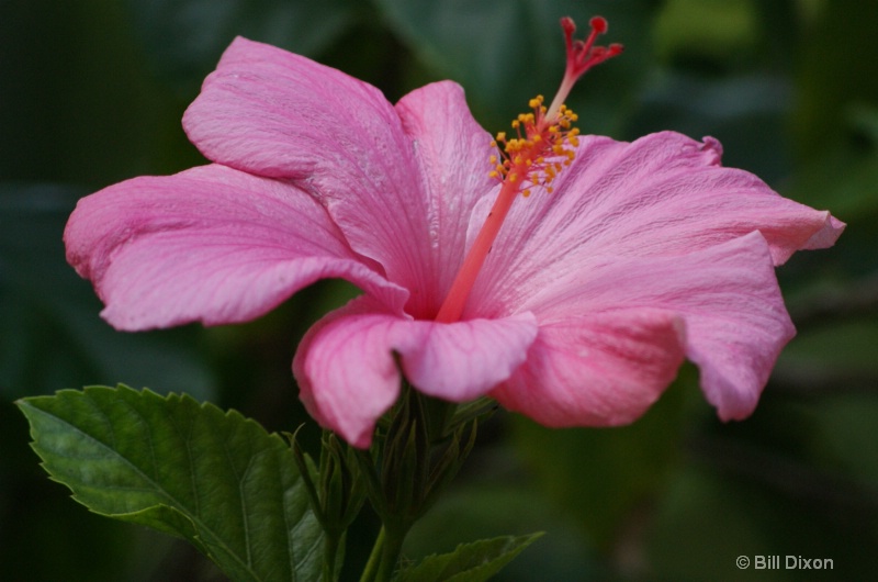 Pink Hibiscus