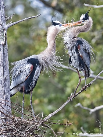 <b>A Peck on the Beak</b>