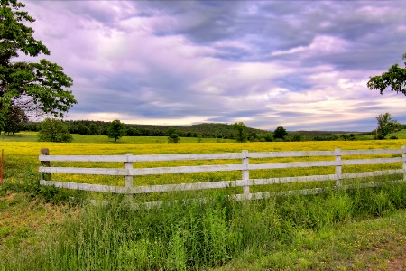 Mellow Yellow Meadow