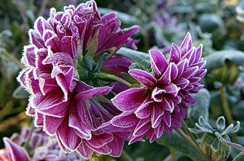 Dahlia's Kiss of Frost