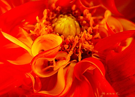 The Heart of the Dahlia..