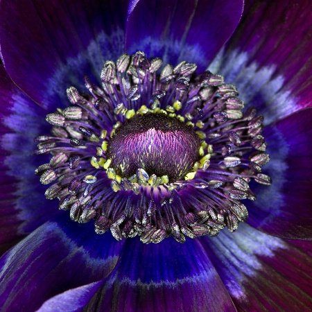 Anemone XIV