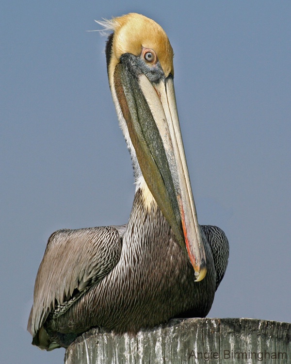 Pelican