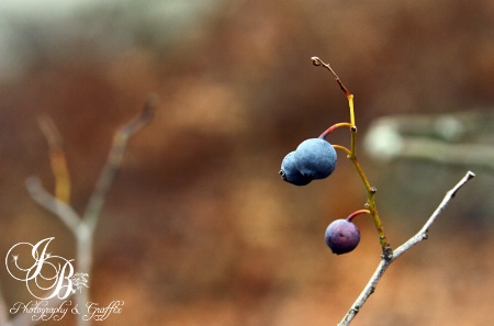 Mountain Berries