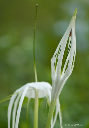  Spider Lillies