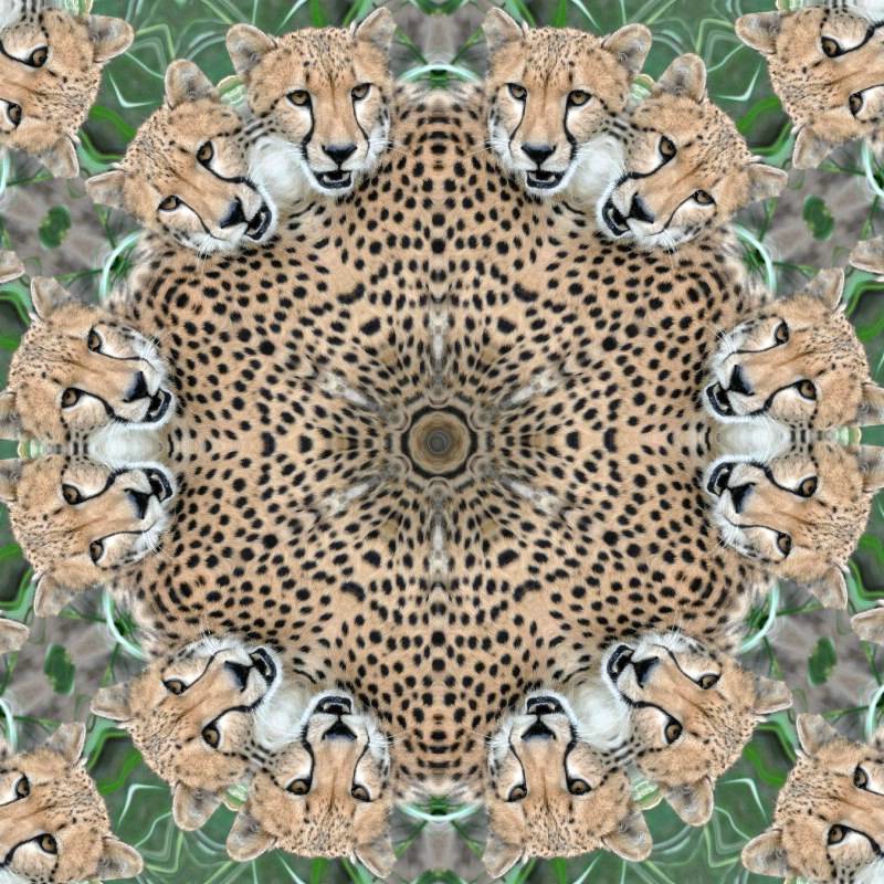 Kaleidoscope Cheetah